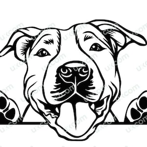 Op de afbeelding: Zwart-witte illustratie van een pitbull die met zijn poten aan beide kanten over een oppervlak kijkt. De hond heeft een vrolijke uitdrukking met zijn tong naar buiten.