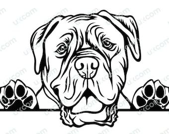 Dogue de Bordeaux Peeking Dog de Bordeaux SVG Commercial Breed Canine Svg Dxf PNG EPS Dog de Bordeaux Clipart Cricut Cut File vinyl laser