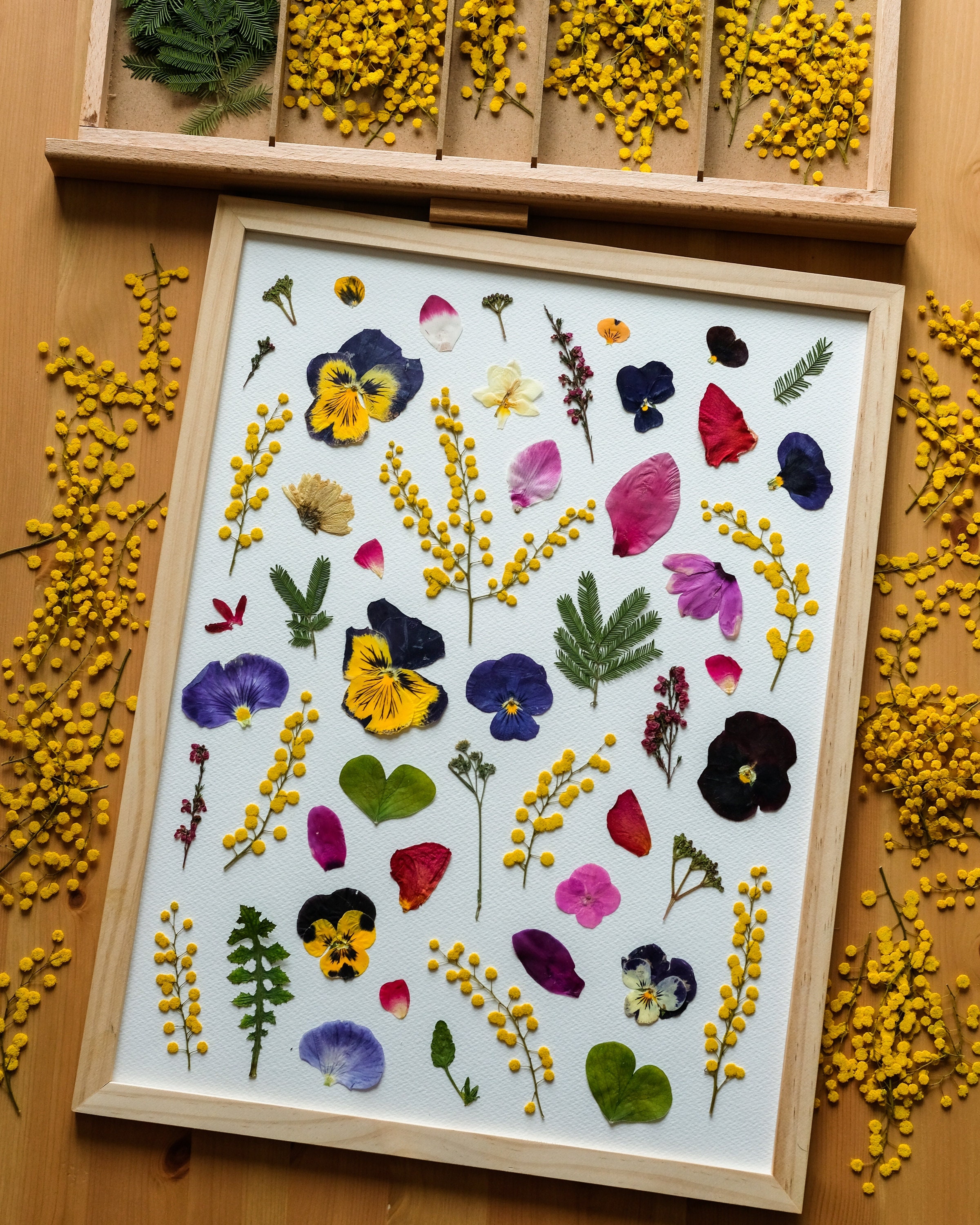 Fleur Séchée Pressée Mimosa Pansy 30x40 cm en Bois Encadré Printemps Humeur Joyeuse Floral Naturel D