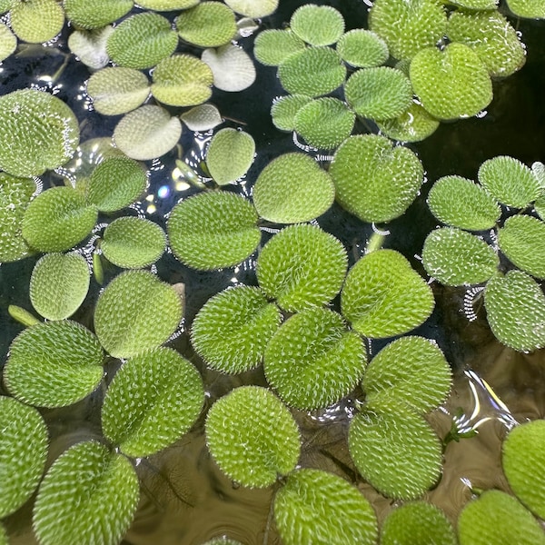 Special Offer! Water Spangles / Salvinia Minima - Vibrant Live Plant for Aquariums, Aquatic Environments, Floating Gardens and Pond