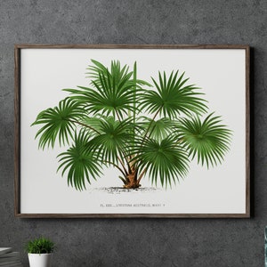 Palm Tree Printables, Palms Illustration Digital Download, Digital Palm Tree Print, Palm Trees Botanical