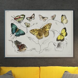Animal Vintage Printable by Oliver Goldsmith - Vintage Butterfly Digital Print -  Vintage Animal Poster Digital Download  Butterflies Print