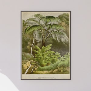 Vintage Jungle Poster, Acanthophoenix Crinita, Primitive Decor, Retro Tropical Print, Tropical Illustration
