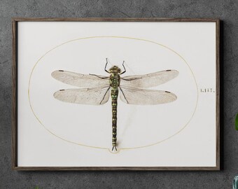 Dragonfly Poster Art, Vintage Dragonfly Illustration, Vintage Dragonfly Print, Dragonfly Print, Bug Print, Nature Print, Instect Poster