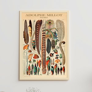 Adolphe Millot Print to Download - Vintage Plumes Poster - Adolphe Millot Plumes - Adolphe Millot Digital Download - Adolphe Millot Print