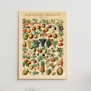Adolphe Millot Druck zum Herunterladen - Vintage Früchte Poster - Botanischer Druck - Adolphe Millot Digitaler Download - Adolphe Millot Kunstdruck