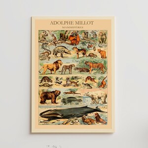 Adolphe Millot Print to Download - Vintage Mammals Poster - Adolphe Millot Mammals - Adolphe Millot Digital Download - Adolphe Millot Print