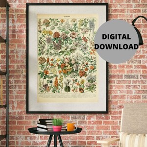 Adolphe Millot Drucke zum Herunterladen - Vintage Blumen Digitales Poster - Botanischer Druck - Adolphe Millot Download - Adolphe Millot Druck