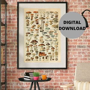 Adolphe Millot, Vintage Mushrooms Poster Print, Botanical Print, Adolphe Millot Download, Adolphe Millot Prints to Download, Millot Prints
