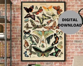 Adolphe Millot Print to Download - Vintage Butterfly Poster Art Print - Adolphe Millot Butterfly - Adolphe Millot Digital Download