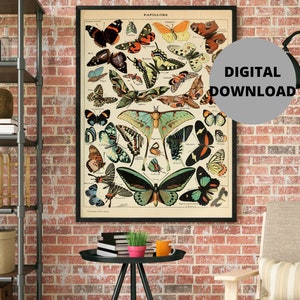 Adolphe Millot Print to Download - Vintage Butterfly Poster Art Print - Adolphe Millot Butterfly - Adolphe Millot Digital Download