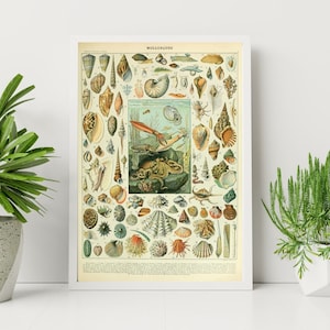 Adolphe Millot Prints to Download - Vintage Molluscs Poster - Adolphe Millot Mollusques -  Adolphe Millot Download - Adolphe Millot Print
