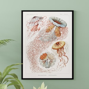 Ernst Haeckel, Antique Jellyfish Print 1904, Vintage Haeckel, Ocean Art,Marine Art, Haeckel Wall Art, JellyFish Poster