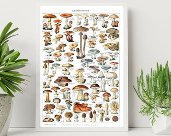 Adolphe Millot Prints to Download - Vintage Mushrooms Poster Printable - Botanical Print - Adolphe Millot Download - Adolphe Millot Print