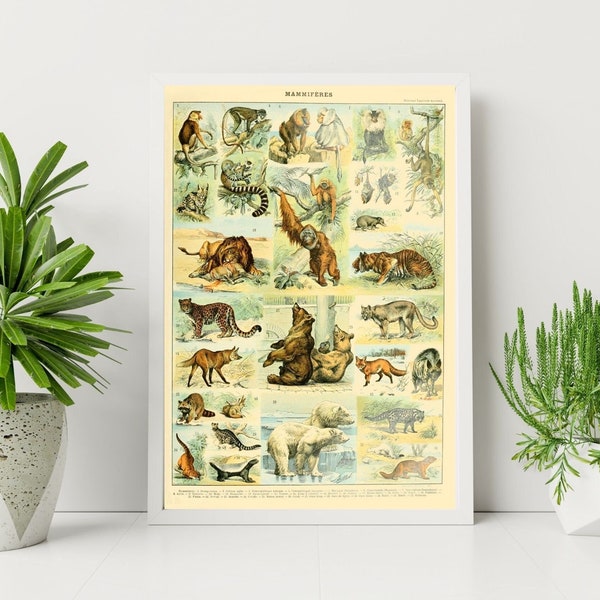 Adolphe Millot Prints to Download - Vintage Mammals Poster - Adolphe Millot Mammiferes -  Adolphe Millot Download  - Adolphe Millot Print