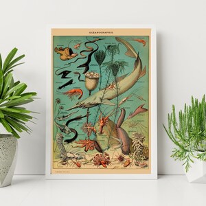 Adolphe Millot Print to Download - Vintage Fish Oceans Poster Print - Adolphe Millot Oceanographie - Adolphe Millot Digital Download