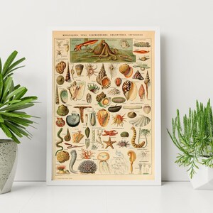 Adolphe Millot Prints to Download - Vintage Sea Animals Poster - Adolphe Millot Sea Animals - Adolphe Millot Download - Adolphe Millot Print