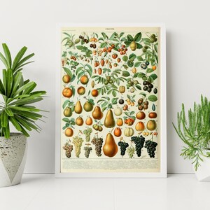Adolphe Millot prints om te downloaden - vintage fruit poster - botanische print - Adolphe Millot download afdrukbare - Adolphe Millot print