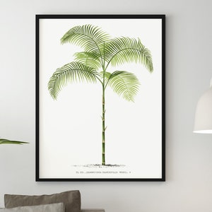 Palm Tree Printables, Palms Illustration Digital Download, Digital Palm Tree Print, Palm Trees Botanical