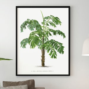 Palm Tree Printables, Palms Illustration Digital Download, Digital Palm Tree Print, Palm Trees Botanical