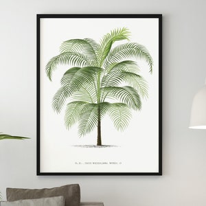 Palm Tree Printables, Palms Illustration Digital Download, Digital Palm Tree Print, Palm Trees Botanical