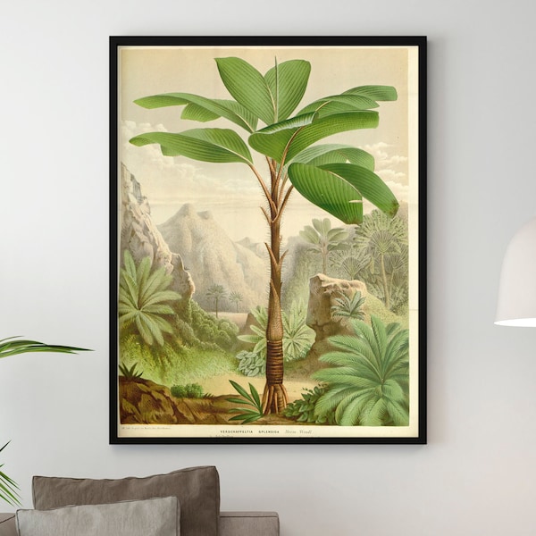 Verschaffeltia Splendida - Affiche Jungle vintage - Illustration Tropicale - Décor Colonial vintage