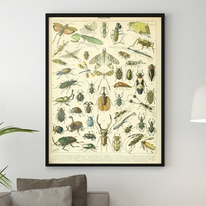 Adolphe Millot Prints to Download - Vintage Insectes Poster - Adolphe Millot Instectes - Adolphe Millot Download - Adolphe Millot Print