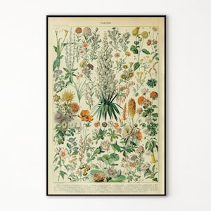 Adolphe Millot Prints to Download - Vintage Flower Digital Poster - Botanical Print - Adolphe Millot Download - Adolphe Millot Print