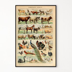 Adolphe Millot Prints to Download - Animal Vintage Printable -  Adolphe Millot Animals - Adolphe Millot Download - Adolphe Millot Print