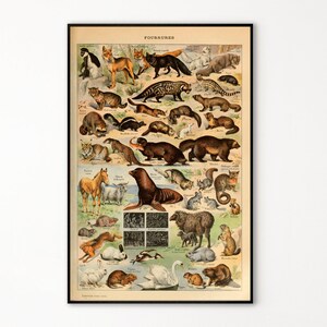 Adolphe Millot Prints to Download - Vintage Ferrets Animals Poster - Adolphe Millot Animals - Adolphe Millot Download - Adolphe Millot Print