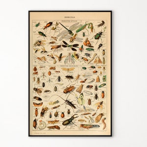 Adolphe Millot Prints to Download - Vintage Insectes Poster - Adolphe Millot Instectes - Adolphe Millot Download - Adolphe Millot Print