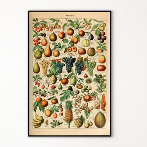 Adolphe Millot Prints to Download - Vintage Fruits Poster- Botanical Print - Adolphe Millot Download Printable - Adolphe Millot Print