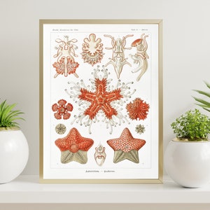 Antique Asteridea Print 1904, Scientific Illustration Print, Vintage Haeckel, Ocean Art, Marine Art, Haeckel Wall Art, Asteridea Poster
