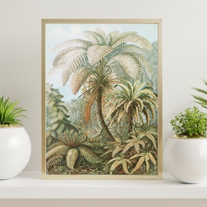 Palm tree print, Vintage Ernst Haeckel Poster, Palm tree illustration, Tropical wall art, Vintage wall art, Palm tree wall chart, Jungle art