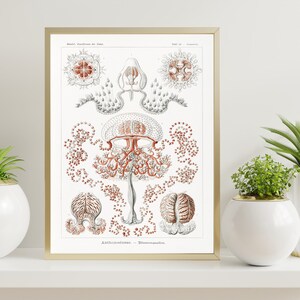 Antique Jellyfish Print 1904, Scientific Illustration Print, Vintage Haeckel, Ocean Art, Marine Art, Haeckel Wall Art, Jellyfish Poster