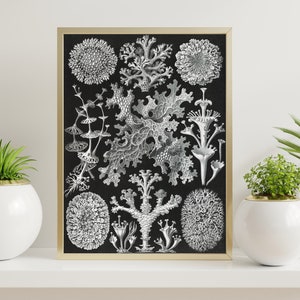 Antique Lichenes Print 1904, Scientific Illustration Print, Vintage Haeckel, Ocean Art, Marine Art, Haeckel Wall Art, Lichenes Poster