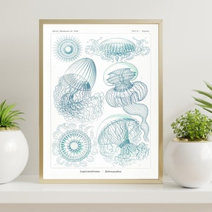 Impresión de medusas antiguas 1904, Impresión de ilustración científica, Haeckel vintage, Arte oceánico, Arte marino, Arte de pared de Haeckel, Póster de medusas