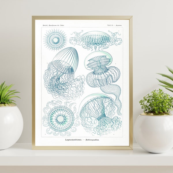 Antique Jellyfish Print 1904, Scientific Illustration Print, Vintage Haeckel, Ocean Art, Marine Art, Haeckel Wall Art, Jellyfish Poster