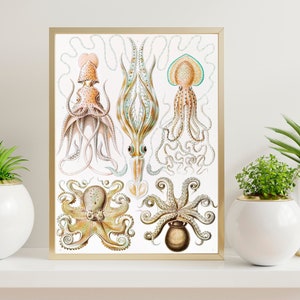 Ernst Haeckel  Print 1904, Scientific Illustration Print, Vintage Haeckel, Ocean Art, Marine Art, Haeckel Wall Art, Octopus Poster