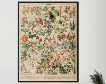 Adolphe Millot Prints to Download - Vintage Flower Digital Poster - Botanical Print - Adolphe Millot Download - Adolphe Millot Print