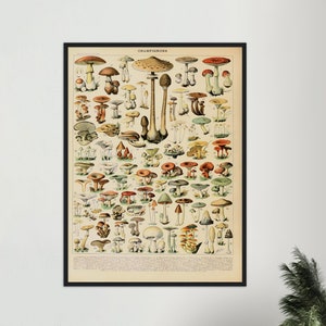 Adolphe Millot, Vintage Mushrooms Poster, Botanical Print, Adolphe Millot Download,  Adolphe Millot Printable