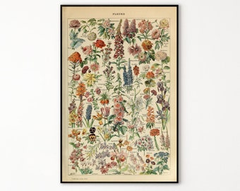 Adolphe Millot Prints to Download - Vintage Flower Digital Poster - Botanical Print - Adolphe Millot Download - Adolphe Millot Print