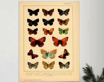 Butterfly Poster, Butterfly Print, Vintage Butterfly Print, Butterfly Poster Digital Download, Vintage Butterfly Poster, Butterfly Prints