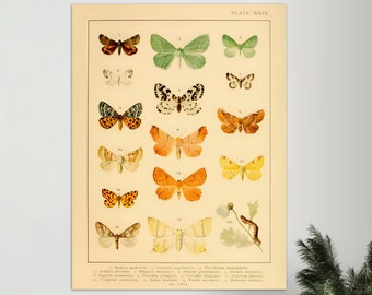 Butterfly Poster, Butterfly Print, Vintage Butterfly Print, Butterfly Poster Digital Download, Vintage Butterfly Poster, Butterfly Prints