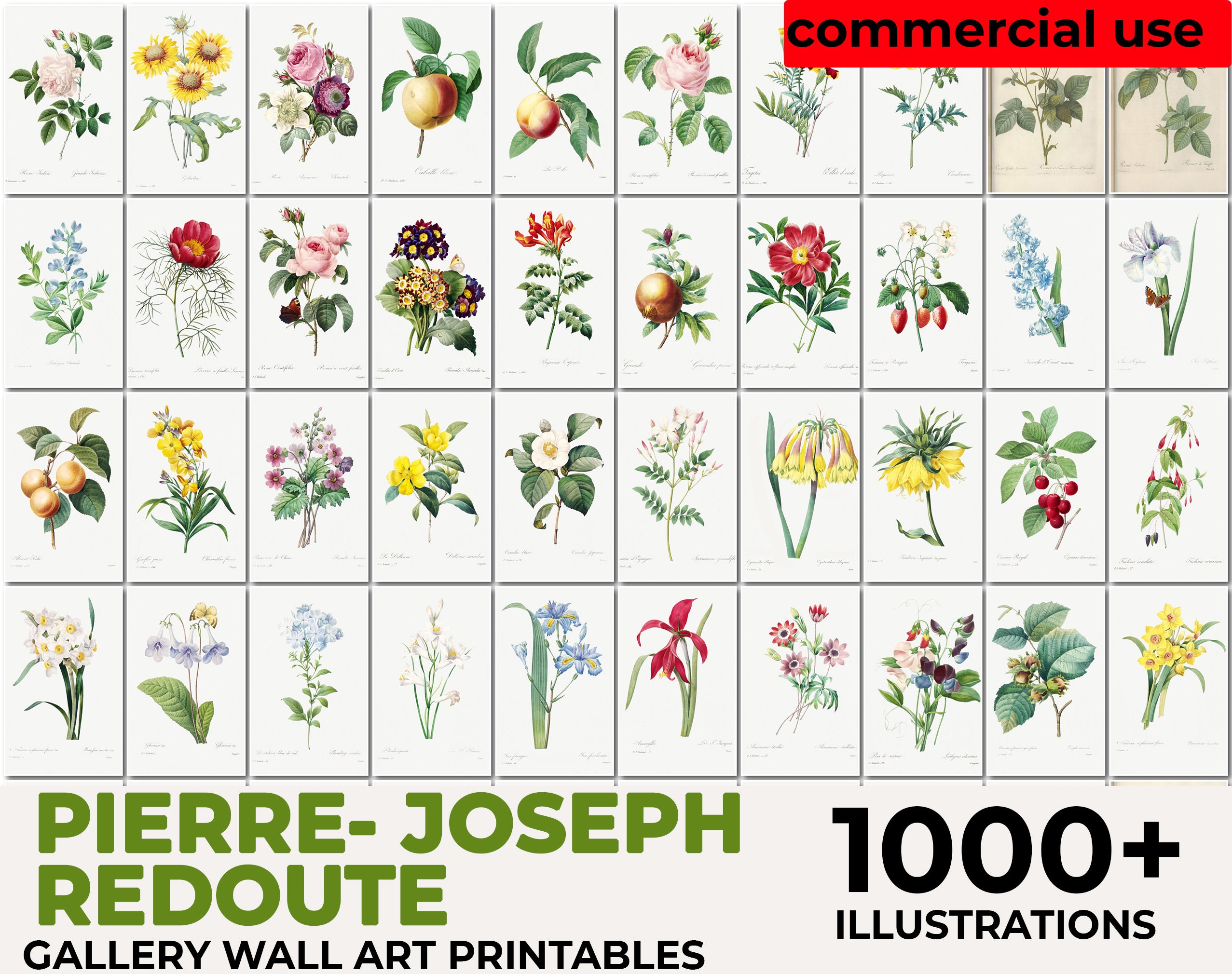 Les Roses, Pierre Joseph Redouté Botanical, Vintage Flower Print, Botanical Illustration