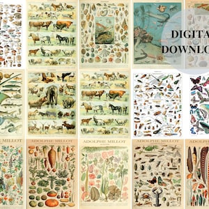 Adolphe Millot Set of 15, Adolphe Millot, Adolphe Millot Prints, Adolphe Millot Digital Download, Mushroom Identification Print