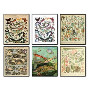 Millot Poster, Adolphe Millot Print, Adolphe Millot Blumenkunst, Pilz Poster, Adolphe Millot Schmetterling