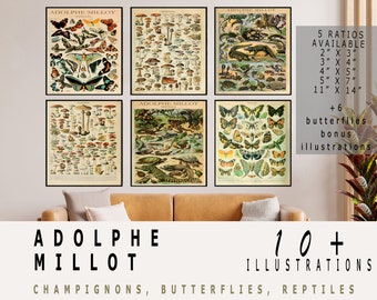 Adolphe Millot Print to Download, Adolphe Millot Set, Vintage Butterfly Poster Art Print, Adolphe Millot Mushrooms , Adolphe Millot Download