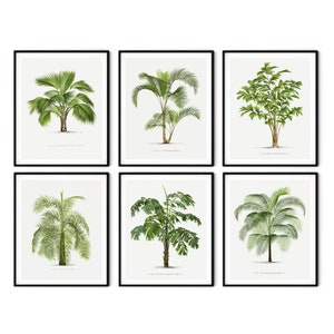 Palm Tree Print Set of 6 Digital Download - Vintage Illustrations of Palms Botanical Print Wall Art- Antique Botanical Art Palm House Decor