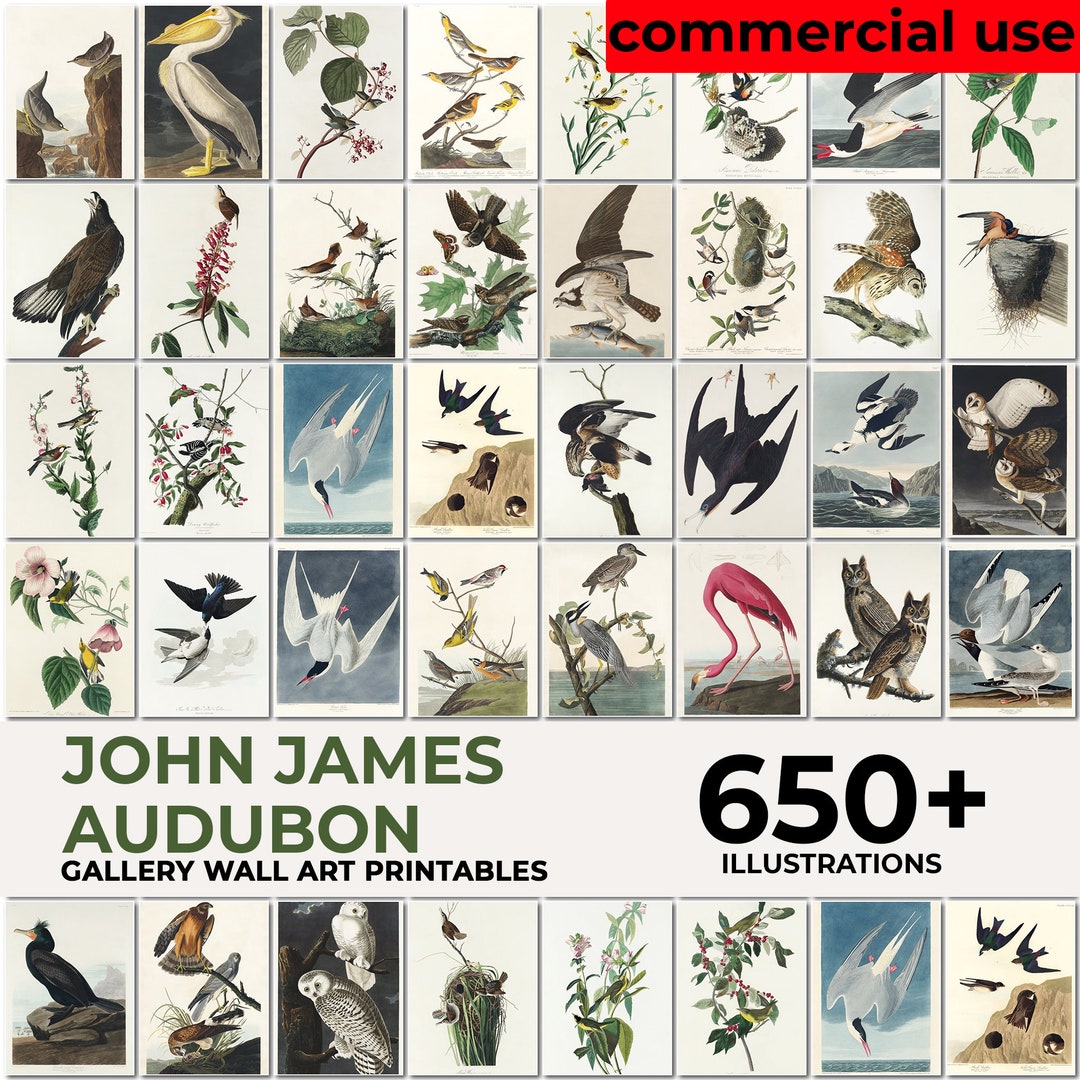 John Audubon Gallery Wall Art Mega Bundle, Brids Poster, Museum
